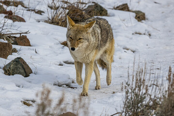 Fototapeta premium Coyote Walking in the Snow