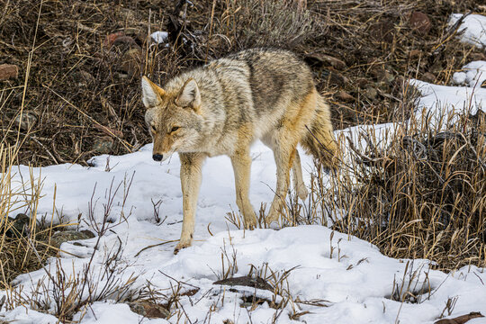 Coyote Walking in the Snow