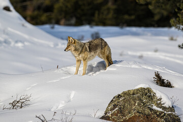 Fototapeta premium Coyote in the Snow