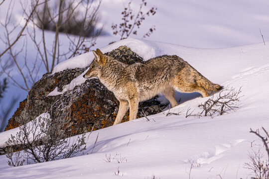 Coyote Walking in the Snow