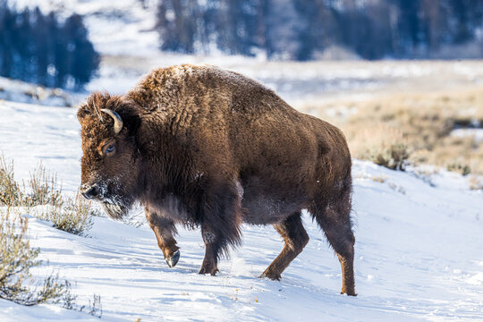 bison in yellowstone national park