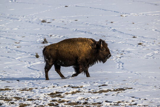 bison in yellowstone national park