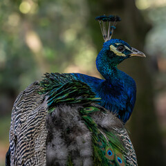 A male Indian Peafowl, with selective focus