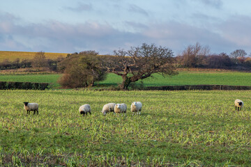 Sheep grazing in a field in rural Sussex, on a December day