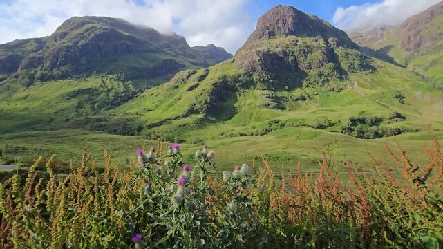 Wild thistle plants swaying in the wind in Glencoe Valley, Scotland