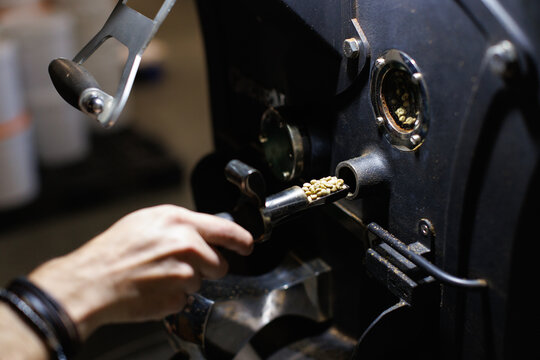 Worker taking coffee beans from large roaster machine before roasting