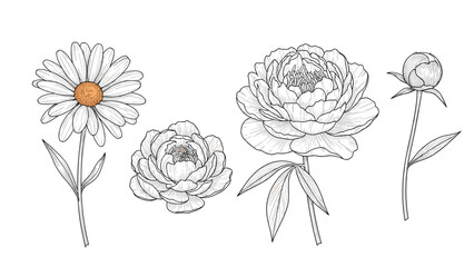 Obraz premium Collection of vintage style floral engravings featuring a daisy and peonies with intricate line work and classic botanical feel.