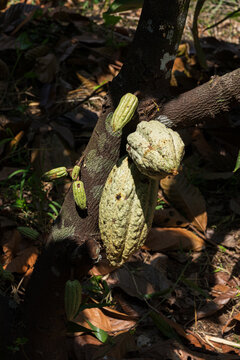 Cacao criollo Pod Cluster on a Cacao Tree Branch in Mexico