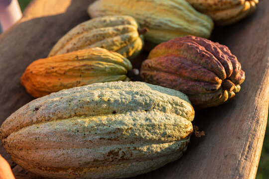 Fresh cacao criollo pods on a wooden tray