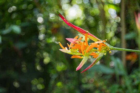 Bright and colorful tropical flowers in the forest