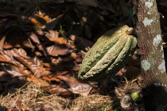 Lone Green Cacao criollo Pod on a Branch Among Brown Leaves