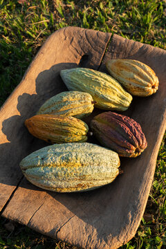 Various cacao Pods on Wooden Tray in Natural Light