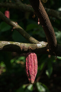 Red Cacao criollo pod on tree branch
