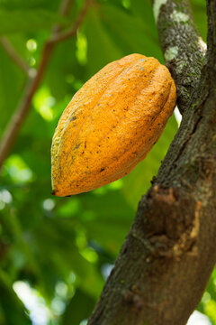 Bright orange cacao criollo pod hanging from a tree