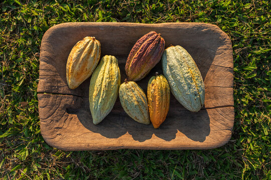 Cacao criollo Pods Collection on Wooden Tray Outdoor