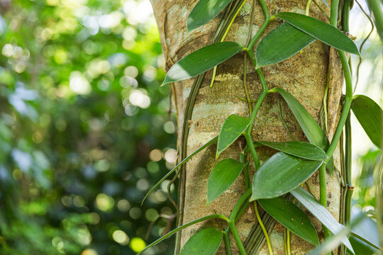 Close-up of Vanilla Climbing Vines on Tree Trunk