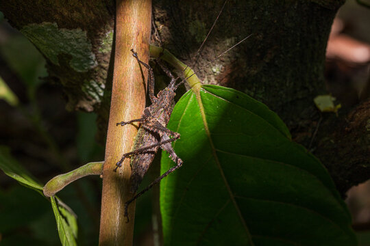 Katydid bush cricket Blending with Tree and Leaves Background