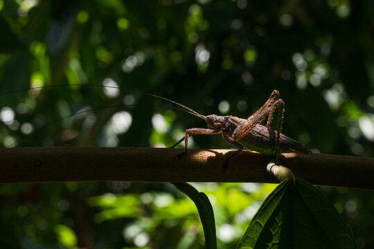Katydid bush cricket on Branch Captured in Natural Light