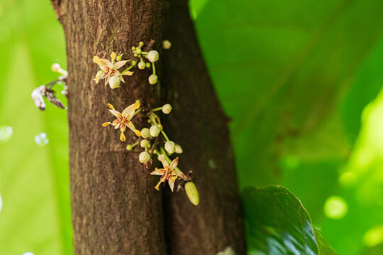 Tiny cacao Flowers on Tree Bark in Lush Greenery