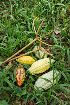 Cacao criollo pods scattered on the ground