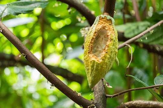 A cacao pod partially eaten