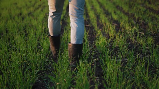 Walk through green grass field with person in boot and jeans walking across moist soil among young crop sprout showing farm life and farmer work leg movement with rubber boot imprint in nature