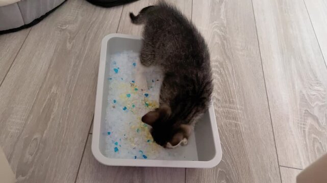 Concept toilet cat in the apartment. Adorable kitten steps out of a pot filled with, surrounded a messy trail of scattered litter granules filler. A kitten in a pot is raking the filler with its paws.