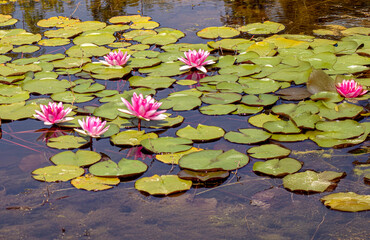 Pink water lilies floating on calm pond in botanical garden