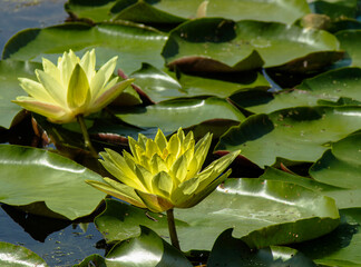 Yellow water lily blooming on pond in botanical garden