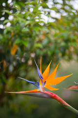 Beautiful Strelitzia reginae flowers blooming in the garden, floral background or wallpaper for your project