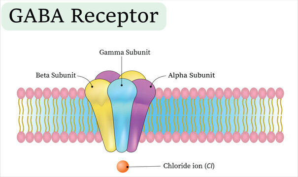 GABA Receptor Structure Diagram Showing Alpha Beta Gamma Subunits and Chloride Ion Channel