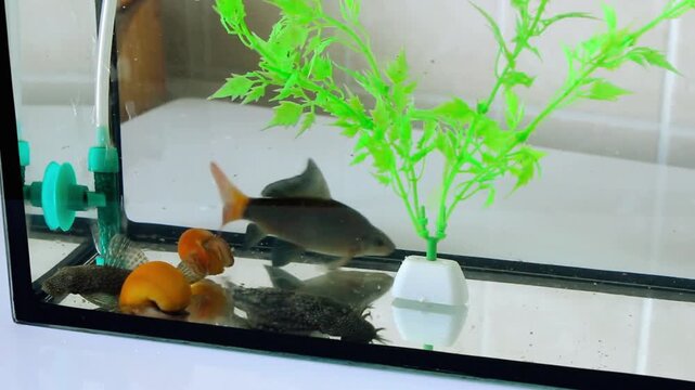 Labeo and Catfish swimming gracefully in freshwater aquarium, clear water, cinematic underwater motion, natural light reflections, realistic fish behavior, home aquarium setting.