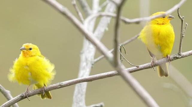 Close-up shots of two adult male Saffron Finches (Sicalis flaveola), highlighting their bright plumage and distinctive features. Ideal for wildlife documentaries, birdwatching content