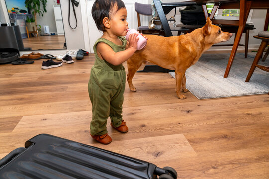 toddler and dog 