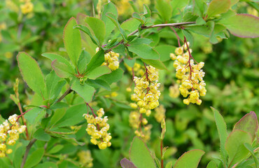 Vibrant Yellow Flowers and Green Foliage of a Barberry Shrub in Spring