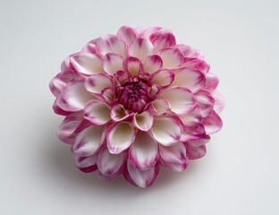 A close-up of a blooming dahlia with white petals edged in vibrant pink