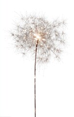 Obraz premium A single sparkler, resembling a dandelion, emits bright sparks against a white background