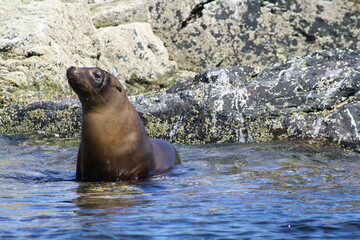 Obraz premium sea lion in baja california, Mexico