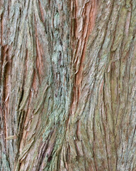 Obraz premium Close view of textured bark on a tree in a forest during midday