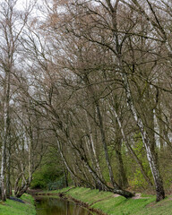 Obraz premium Trees along a small river in early spring showing bare branches and hints of new green leaves