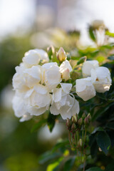 Delicate roses bloom in a tranquil summer garden on the island of Corfu, Greece, background or wallpaper