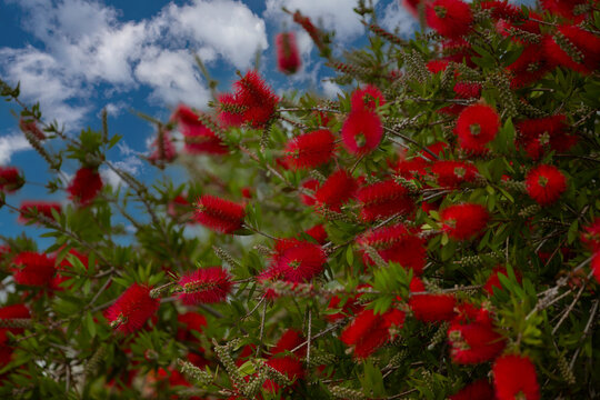Callistemon. Red flowers on a bush, flower wallpaper or background for your project