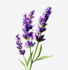 Obraz premium Watercolor illustration of vibrant purple lavender sprigs on green stems against white backdrop