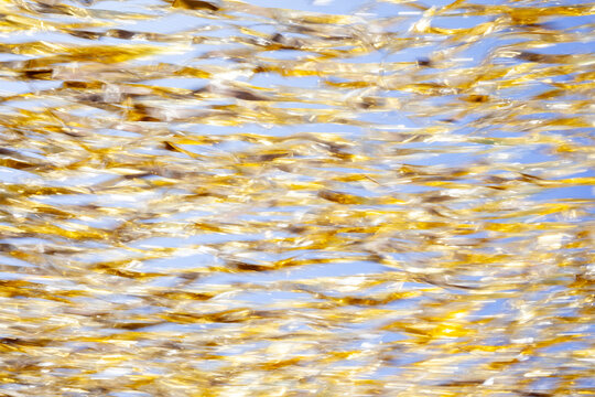 Golden Reflective Fringe Motion