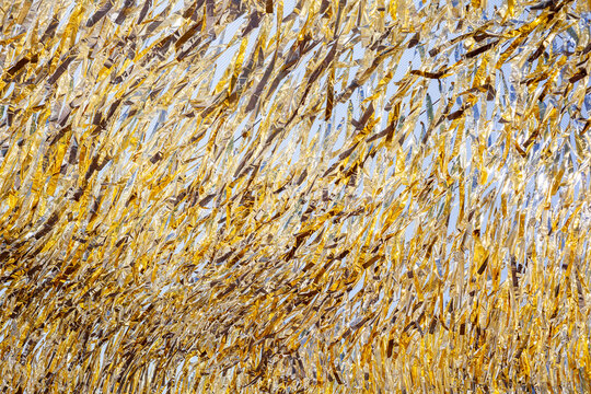 Shimmering Gold Fringe Texture