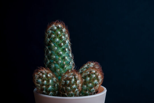 Macro photo of a small cactus on a black background
