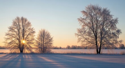 Frost-covered winter trees, serene and peaceful, golden hour sunlight with long blue shadows, wide landscape view for seasonal nature photography.