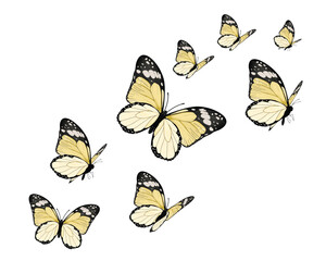 set of butterflies yellow repeating seamless