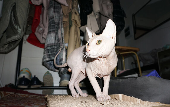 Sphynx cat indoors