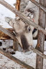Curious reindeer. In Finnish Lapland, reindeer are part of the local economy, history, and identity. Reindeer herding is a traditional livelihood that still exists. 